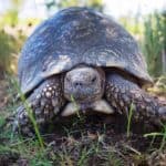 Camping in Cape town