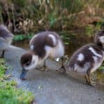 Accommodation in swellendam